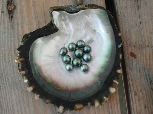 perles de culture à Tahiti